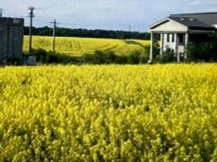 Snagov, proprietate ideala camin batrani sau locuinta, reducere mare pret